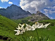 36 Anemonastrum narcissiflorum (Anemone narcissino) con Corna Piana (2302 m)